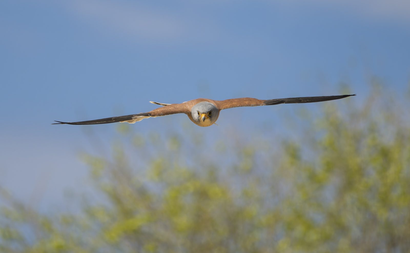 Macho de cernícalo primilla en vuelo | © Annaïs Pascual