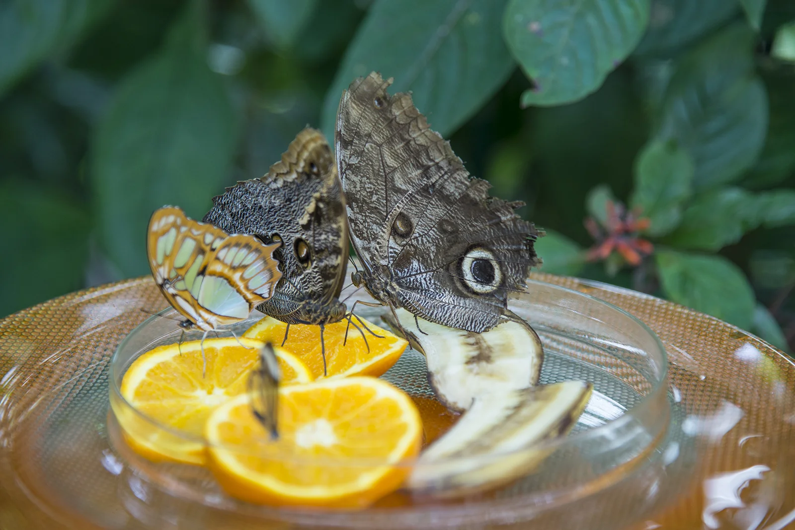 Schmetterlingshaus en Mainau