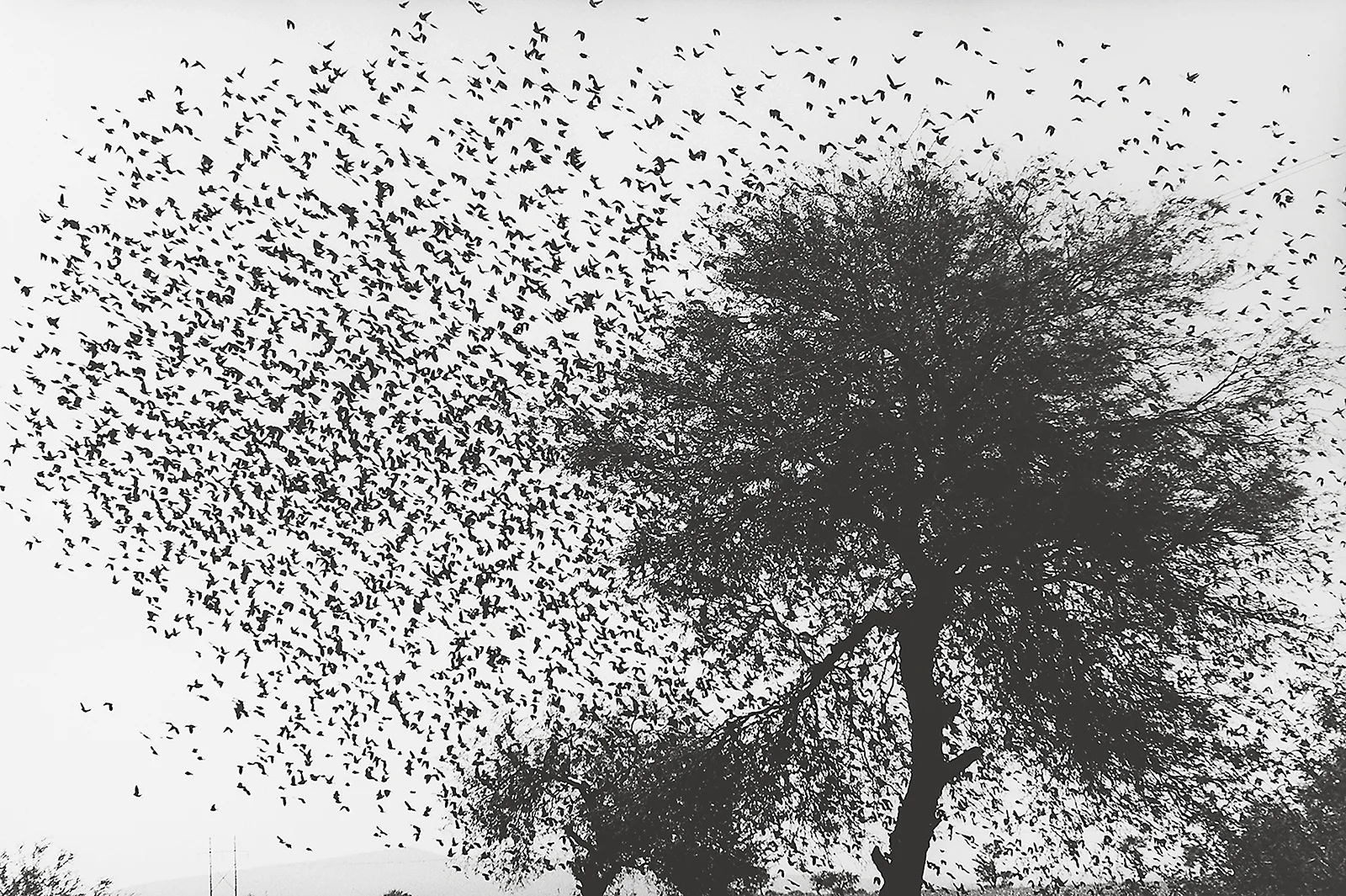 Árbol con pájaros Iturbide