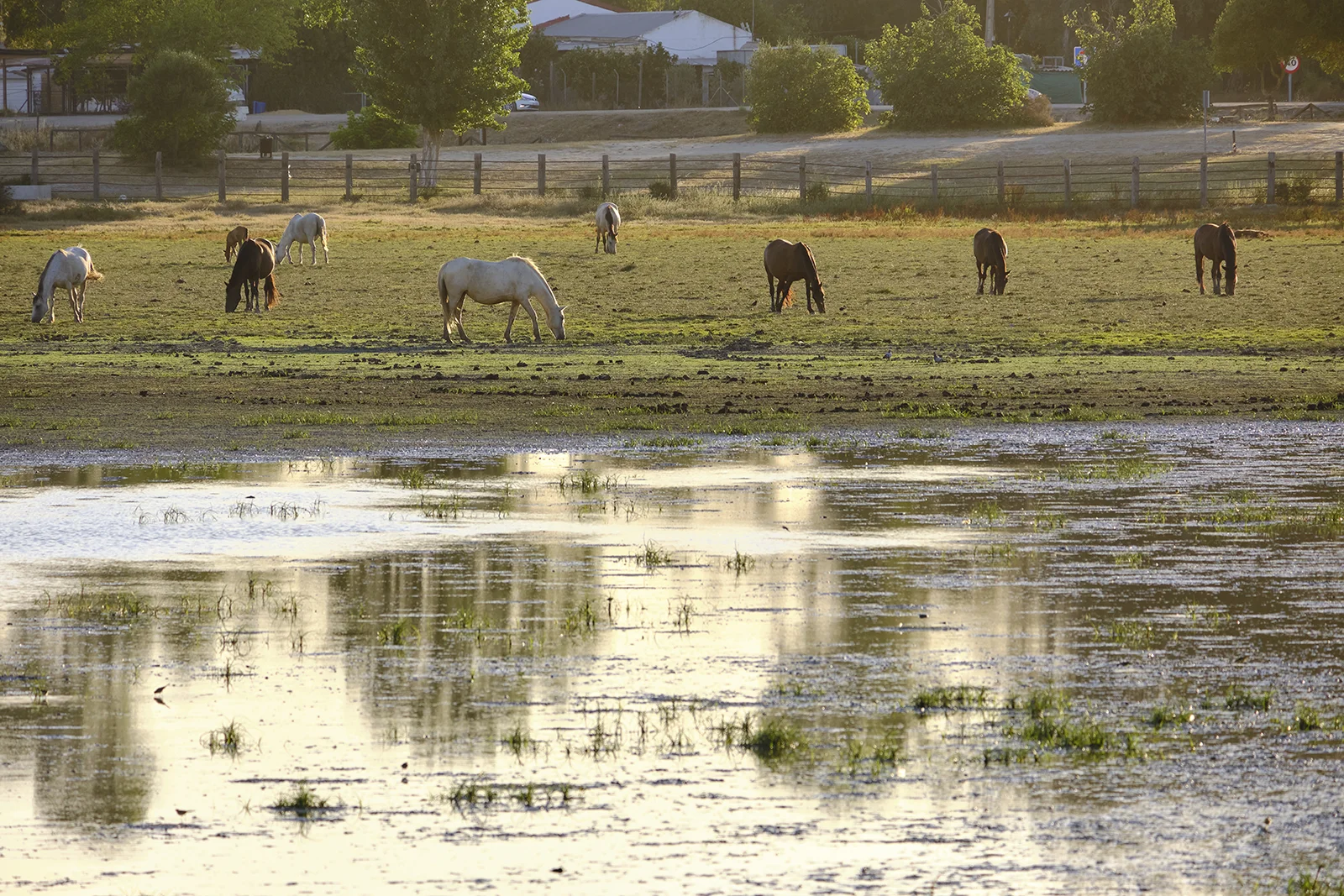 Caballos de raza marismeña El Rocío