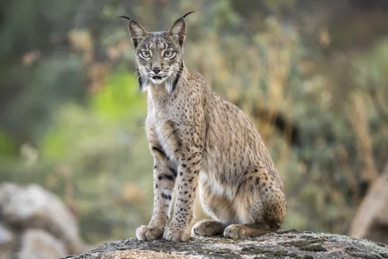 Lince ibérico