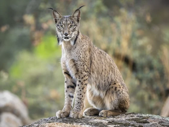 Lince ibérico