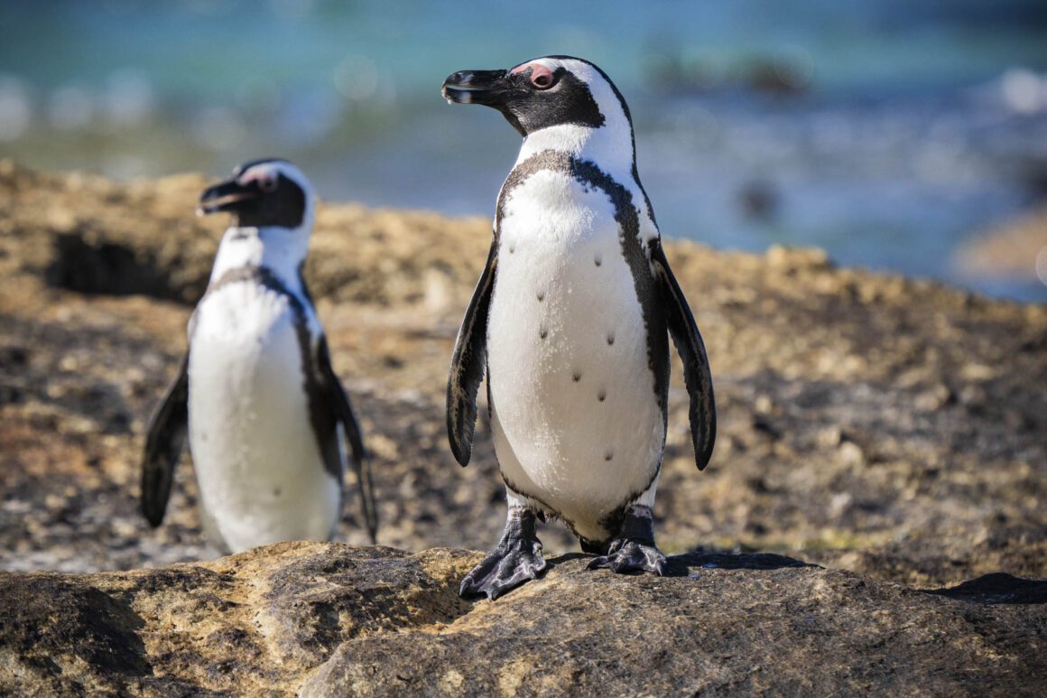 Pingüinos africanos fotografiados en Ciudad de El Cabo / Annaïs Pascual ©