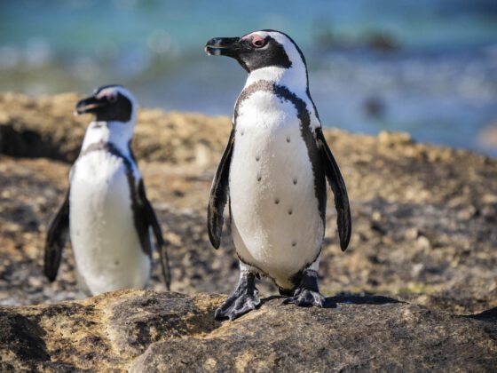 Pingüinos africanos fotografiados en Ciudad de El Cabo / Annaïs Pascual ©