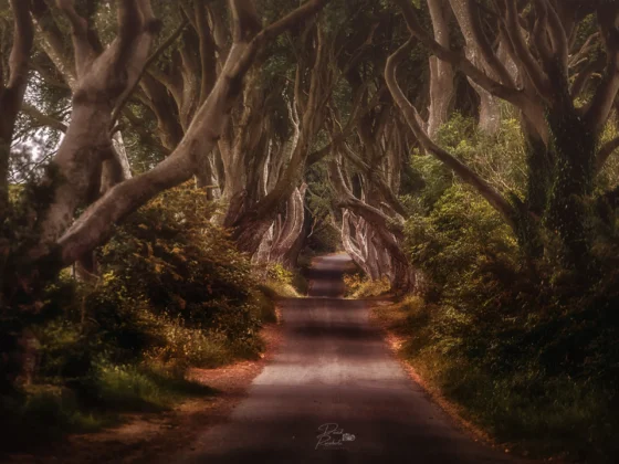 The Dark Hedges