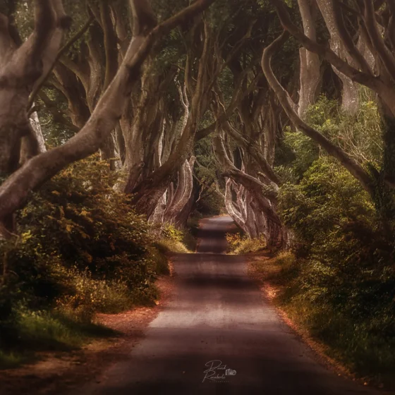 The Dark Hedges