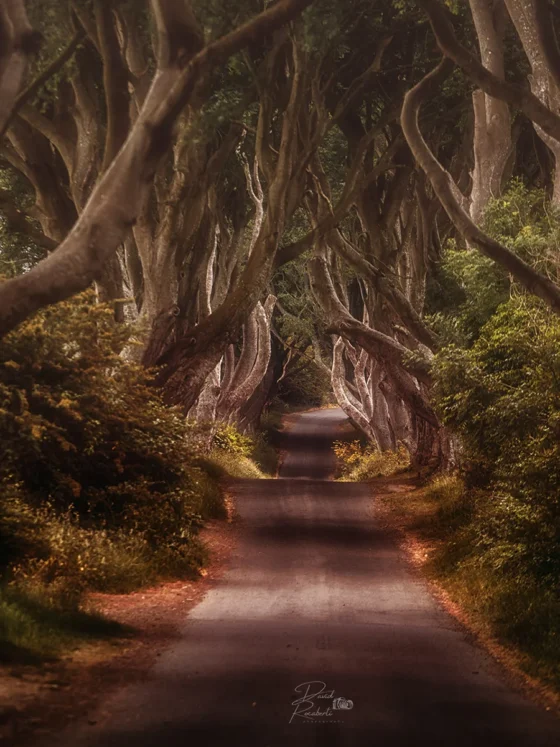 The Dark Hedges