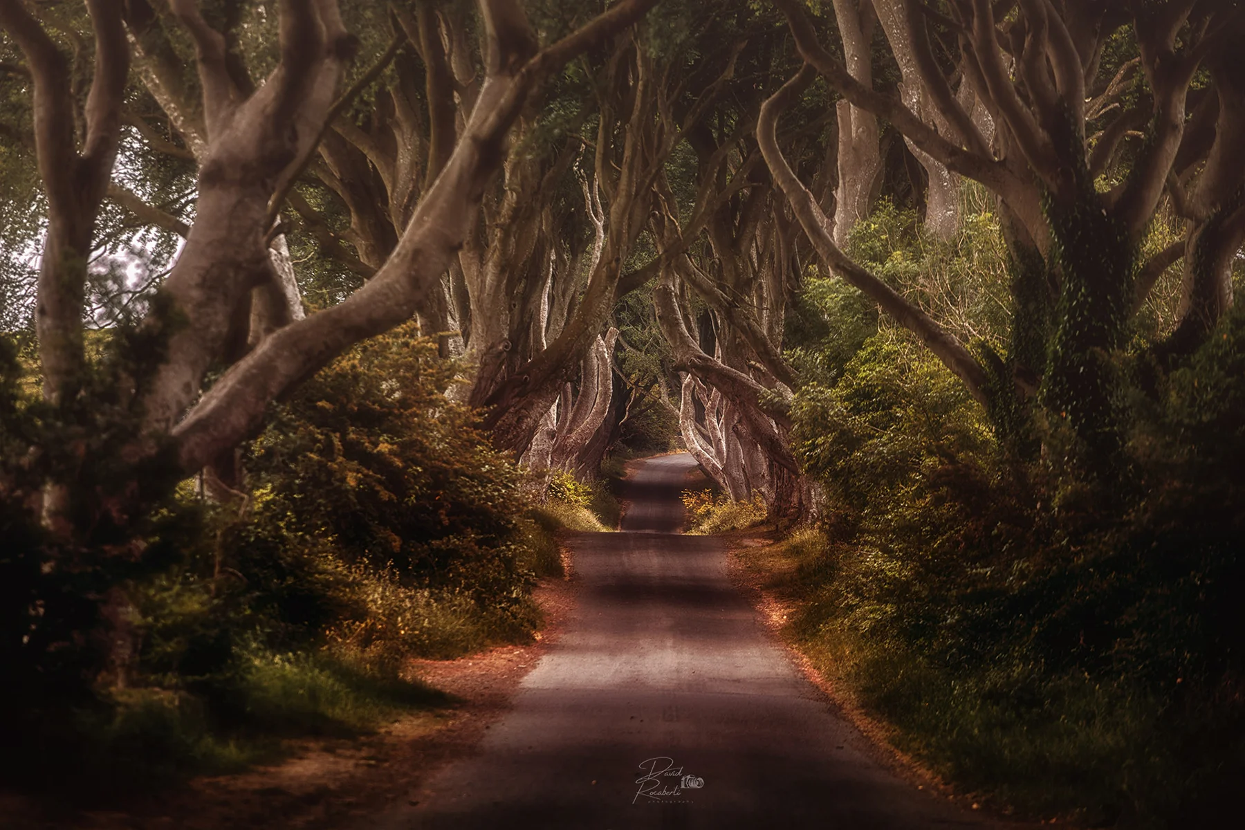 The Dark Hedges