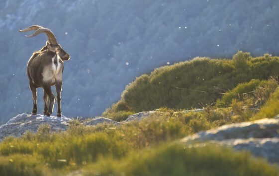 Macho de cabra montés / Annaïs Pascual ©