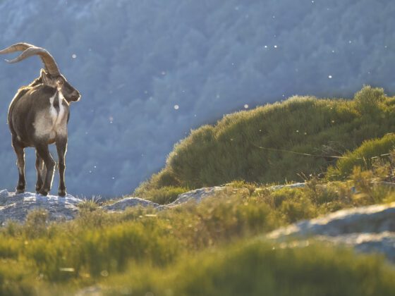 Macho de cabra montés / Annaïs Pascual ©