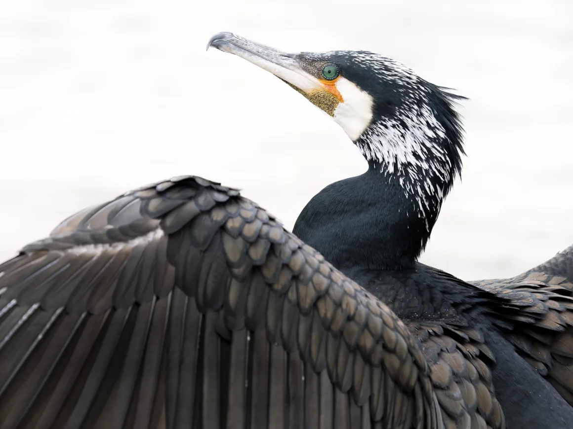 Imagen de un cormorán