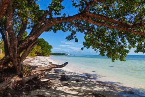 Playa tropical en los Cayos, Florida