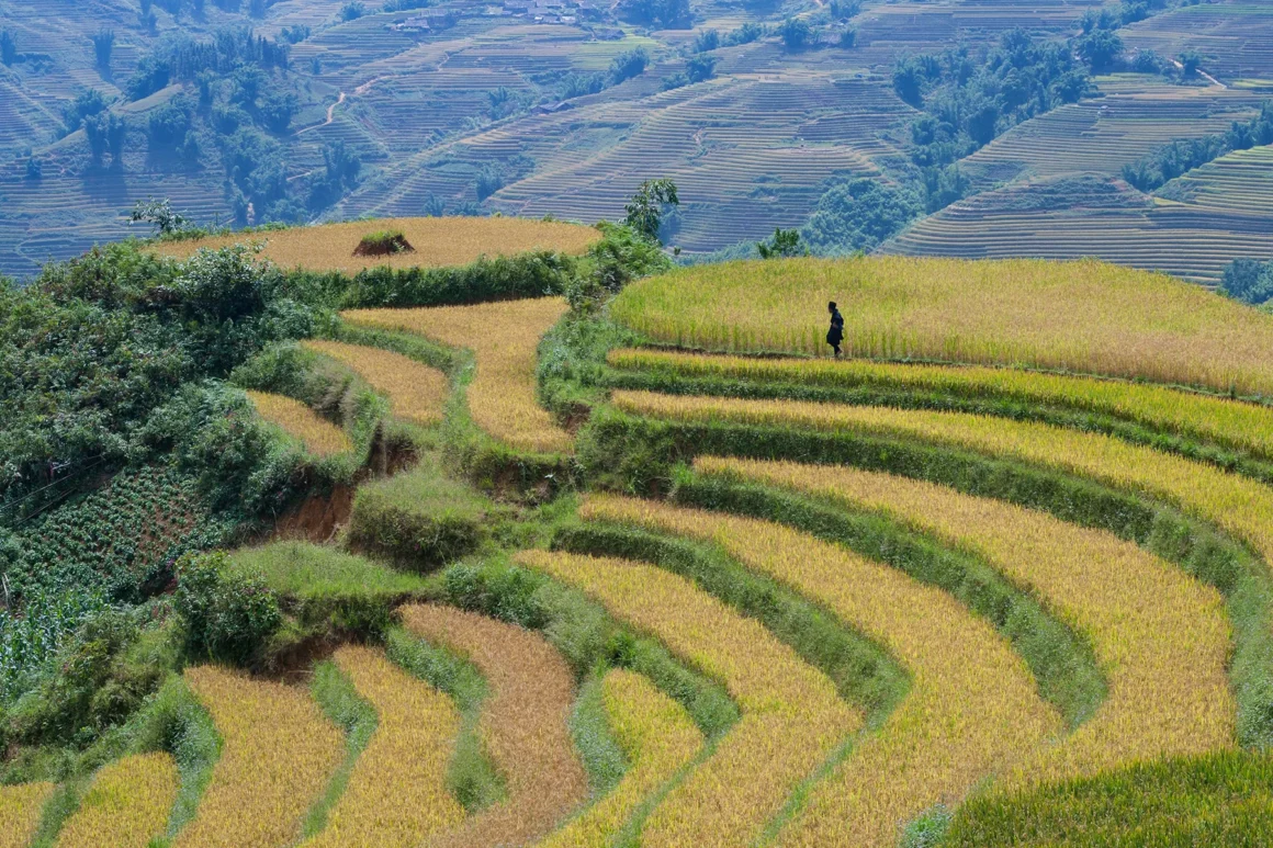 Campos de arroz en Lào-Cai, norte de Vietnam