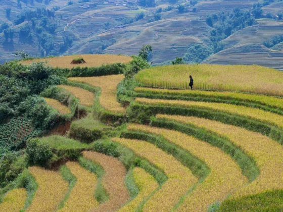 Campos de arroz en Lào-Cai, norte de Vietnam