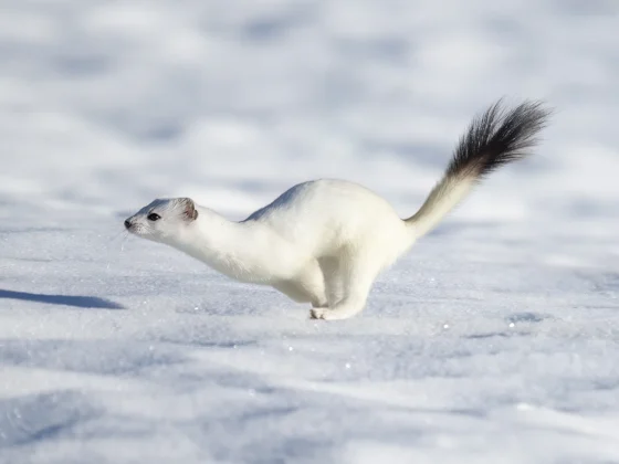 Un armiño, con su característico pelaje blanco