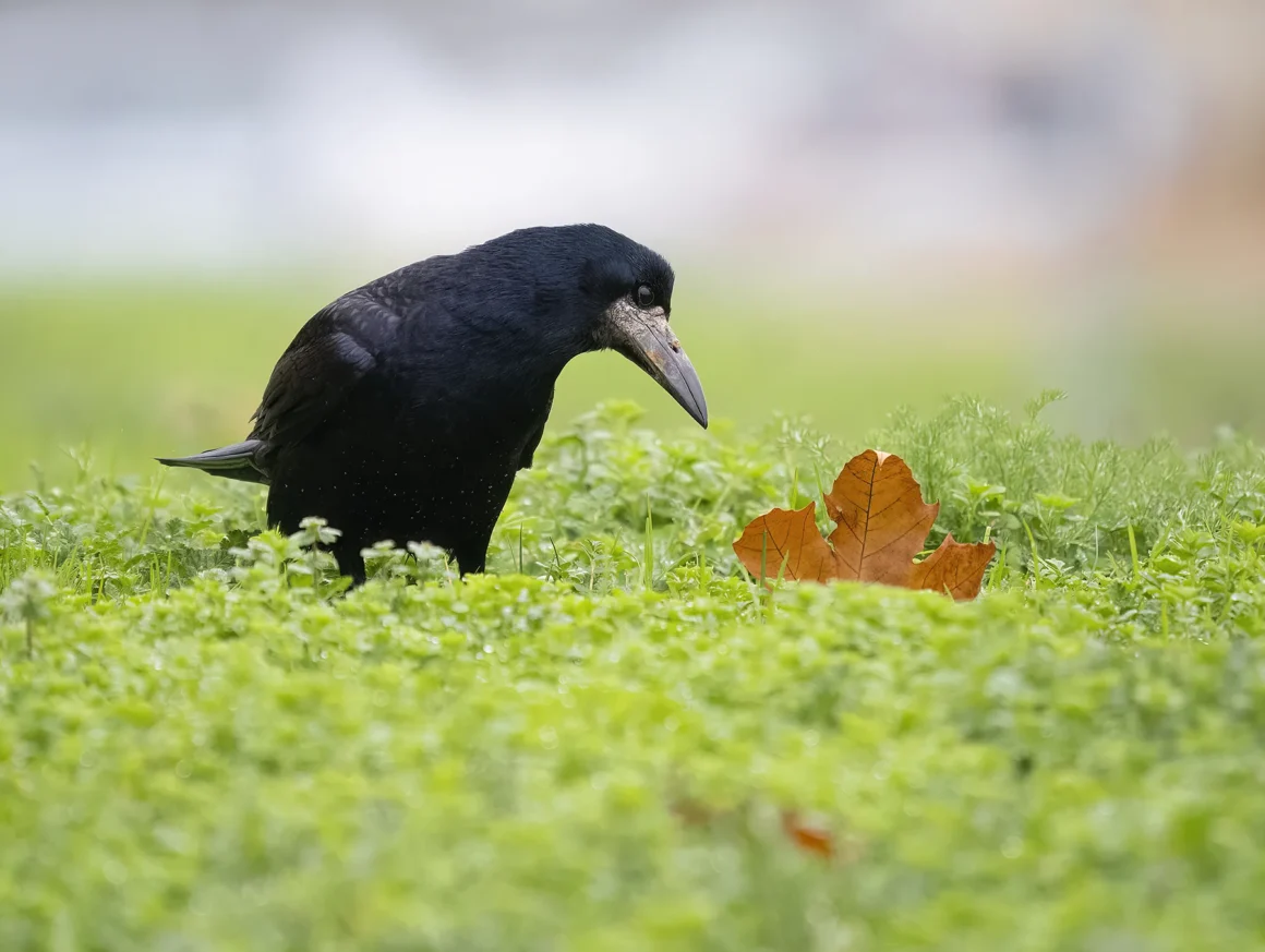 Ejemplar de graja (Corvus frugilegus)