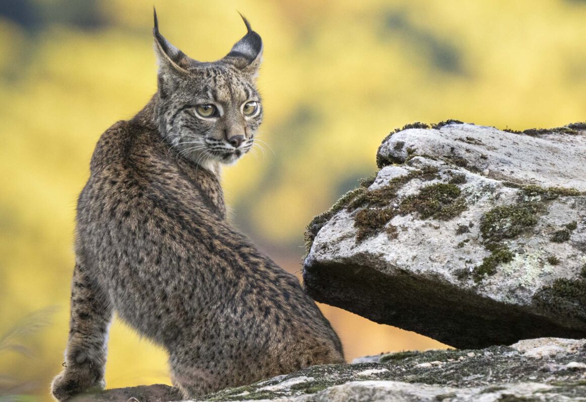 Lince ibérico