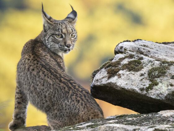 Lince ibérico