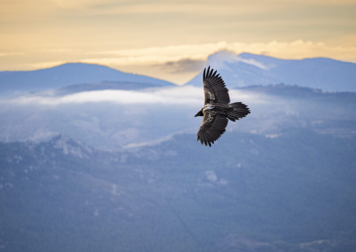 Quebrantahuesos volando por encima de las cumbres en el PrePirineo leridano | Annaïs Pascual ©