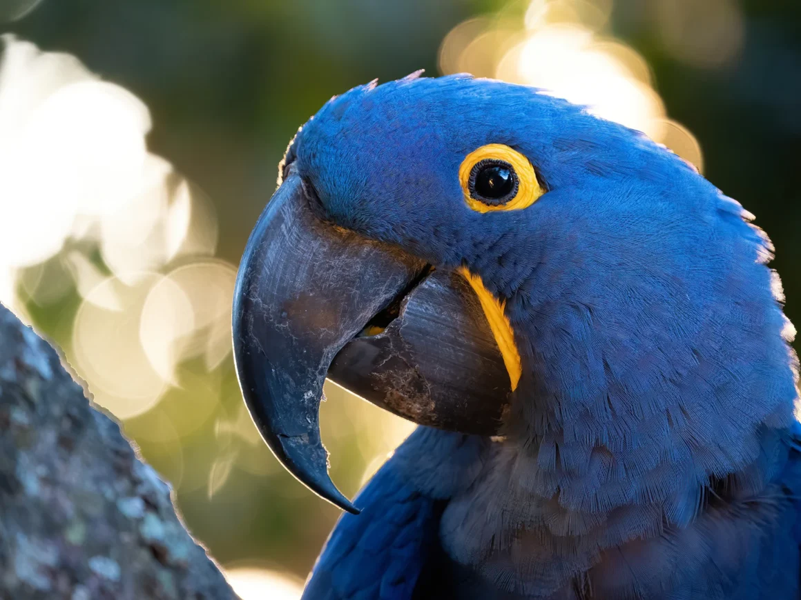 Guacamayo jacinto