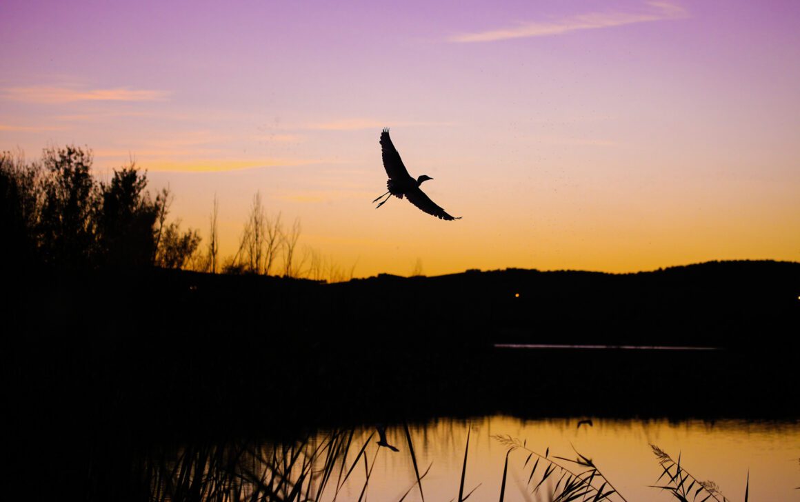 8 fotógrafas de naturaleza